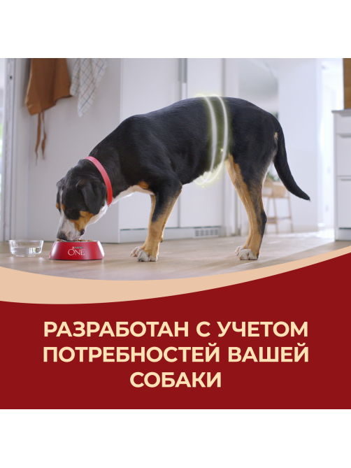 Корм сухой Purina One для взрослых собак средних и крупных пород с ягненком и рисом, 10кг