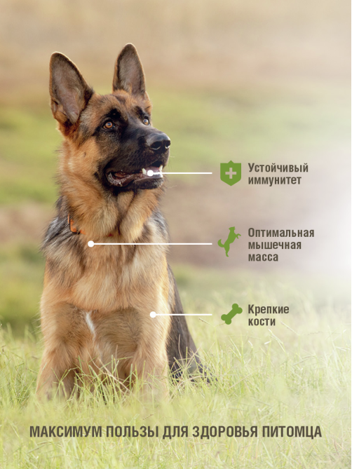 Сухой корм Darsi Active для собак всех пород с телятиной, 2.5кг