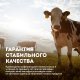 Молоко Эконива Профессиональная линия ультрапастеризованное 3.2%, 1л