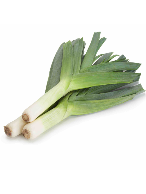 Лук порей