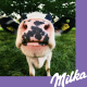 Бисквит Milka Choco Biscuits, 150г