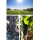 Вино Echo de Lynch Bages Pauillac AOC красное сухое, 0.75л