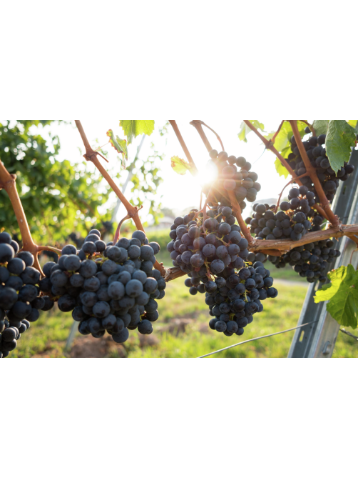 Вино Delecto Roble Ribera del Duero красное сухое, 0.75л