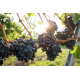 Вино Delecto Roble Ribera del Duero красное сухое, 0.75л