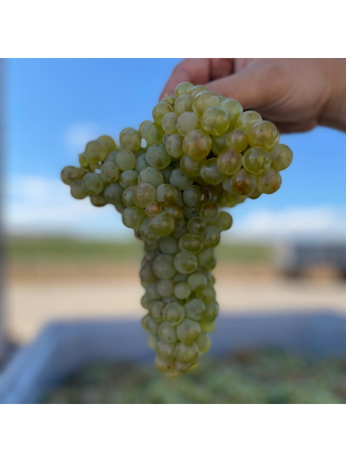 Вино Real Agrado Blanco белое сухое, 0.75л
