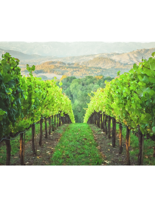 Вино Delecto Verdejo Seleccion белое сухое, 0.75л