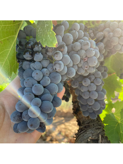 Вино Real Agrado Va! Tempranillo красное сухое, 0.75л