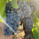 Вино Real Agrado Va! Tempranillo красное сухое, 0.75л