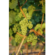 Вино Cantina Scansano Vermentino La Rasola Maremma Toscana белое сухое, 0.75л