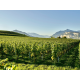 Вино Lavis Pinot Grigio белое сухое, 0.75л
