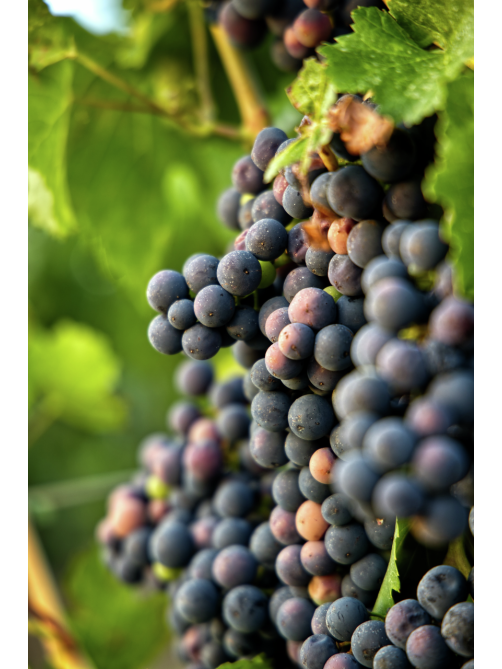 Вино Cantina Scansano Ciliegiolo Maremma Toscana красное сухое, 0.75л