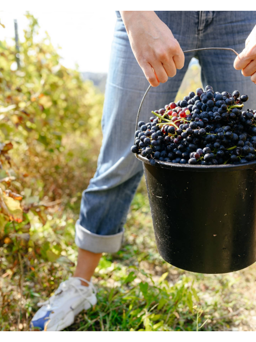 Вино Chateau Pinot Колдун красное сухое, 0.75л