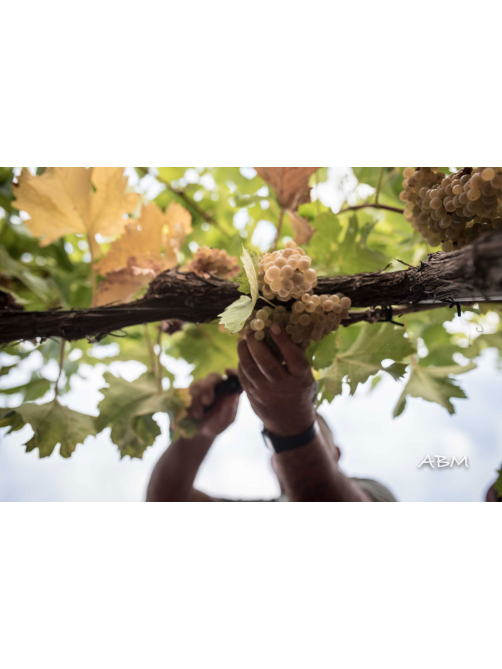 Вино Cantina Scansano Vermentino La Rasola Maremma Toscana белое сухое, 0.75л
