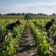 Вино La Closerie de Camensac Haut-Medoc красное сухое, 0.75л