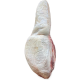 Язык говяжий Offal замороженный, ~1.5кг