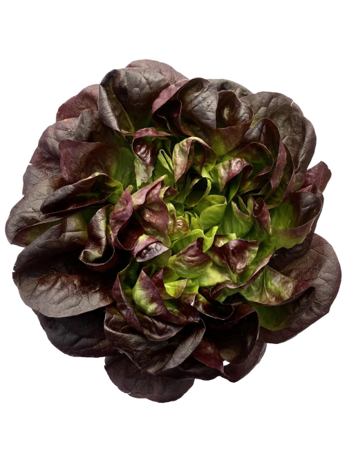 Салат Красный Бостон Superfood Farm, 120г