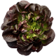 Салат Красный Бостон Superfood Farm, 120г