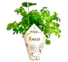 Кинза Травки с грядки в горшочке, 20г