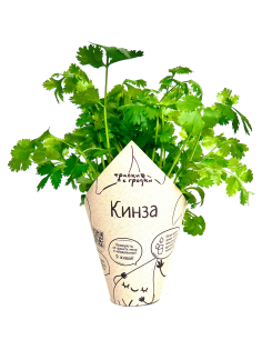 Кинза Травки с грядки в горшочке, 20г