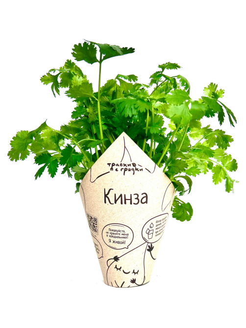 Кинза Травки с грядки в горшочке, 20г