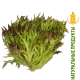 Салат Рэд Крисп Superfood Farm, 120г