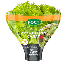 Салат Латук хрустящий в горшочке, 200г