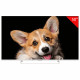 Телевизор TOPDEVICE TDTV50CS03U_WE, 50'' (126 см), 3840x2160, 4K, 16:9, YaOS, Wi-Fi, Bluetooth, белый