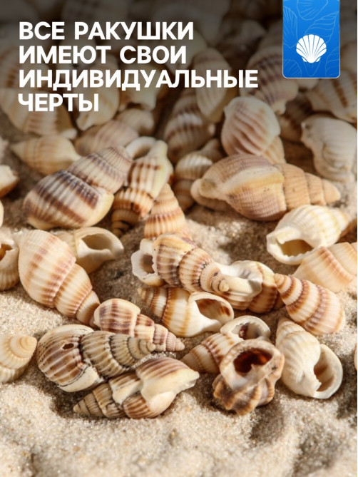 Набор ракушек 100 г