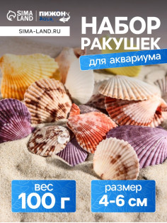 Набор ракушек Пектен Вексиллум средние, 4 - 6 см, 100 г