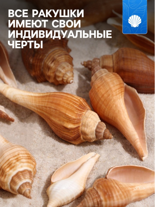 Набор ракушек, 3 - 5 см, 100 г