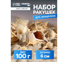 Набор ракушек Мурекс Трапа, 100 г
