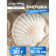 Ракушка декоративная Гребешок, 10-12 см