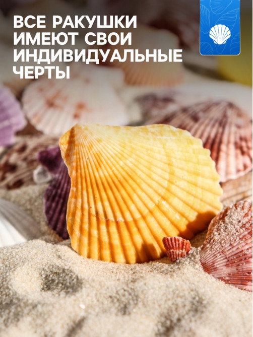 Набор ракушек Пектен Вексиллум средние, 4 - 6 см, 100 г