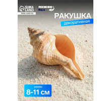 Ракушка декоративная, 8-11 см