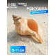 Ракушка декоративная, 8-11 см