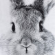 Постельное бельё 1.5-спальное «Этель» Cute rabbit, бязь
