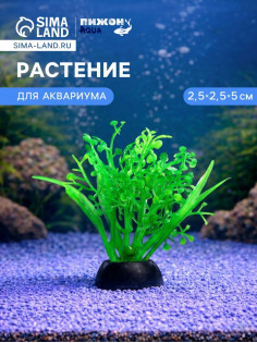 Растение для аквариума и террариума, 5 см, фасовка 10 шт.