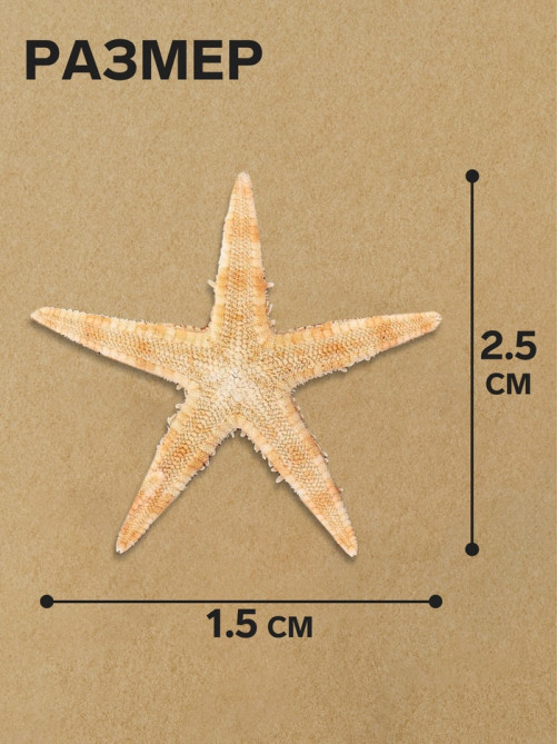 Набор натуральных морских звезд, 1.5 - 2.5 см, 20 шт.