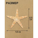Набор натуральных морских звезд, 1.5 - 2.5 см, 20 шт.