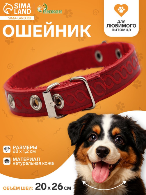 Ошейник, 1.2 см, ОШ 20-26 см, однослойный, неукрашенный, цвет и вид МИКС