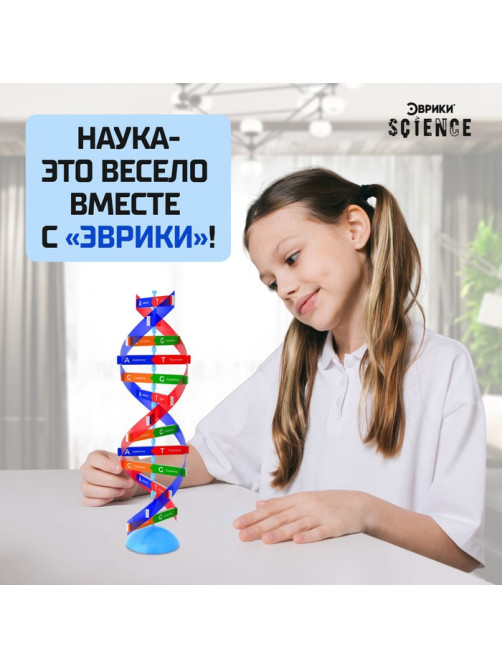 Набор для опытов «Молекула ДНК»