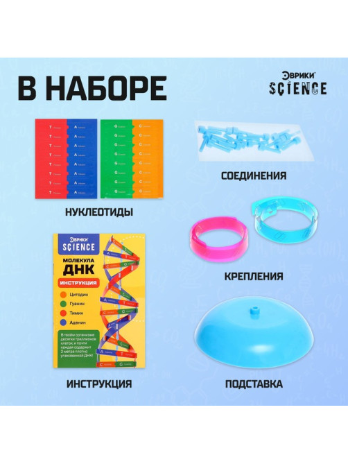 Набор для опытов «Молекула ДНК»