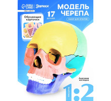 Набор для опытов «Череп человека», анатомическая модель