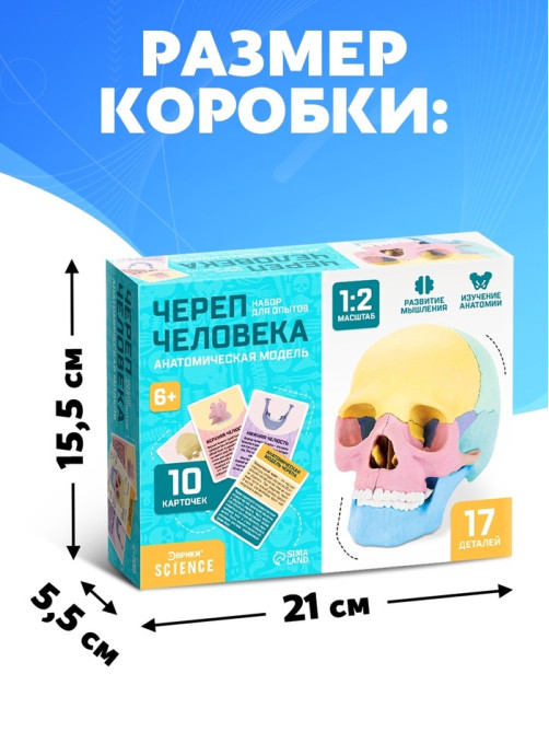 Набор для опытов «Череп человека», анатомическая модель