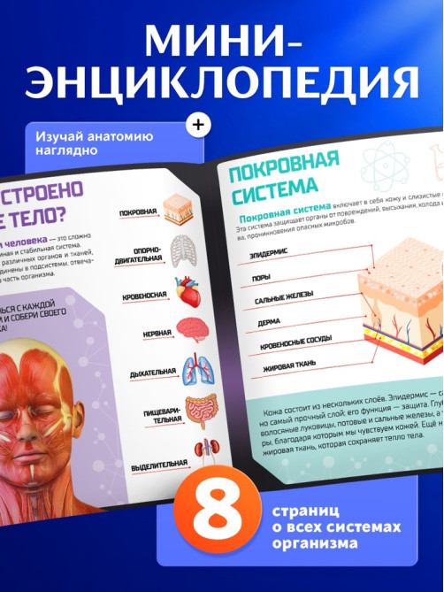 Набор для опытов «Строение тела», анатомия человека