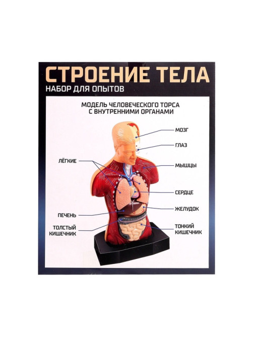 Научный опыт «Строение тела»