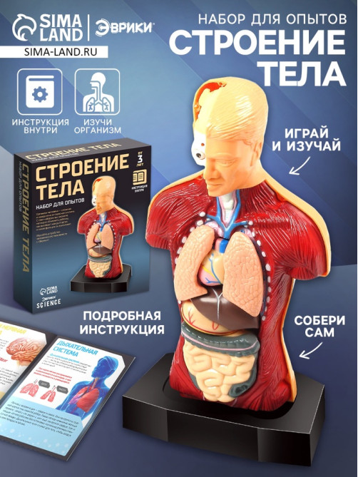 Научный опыт «Строение тела»