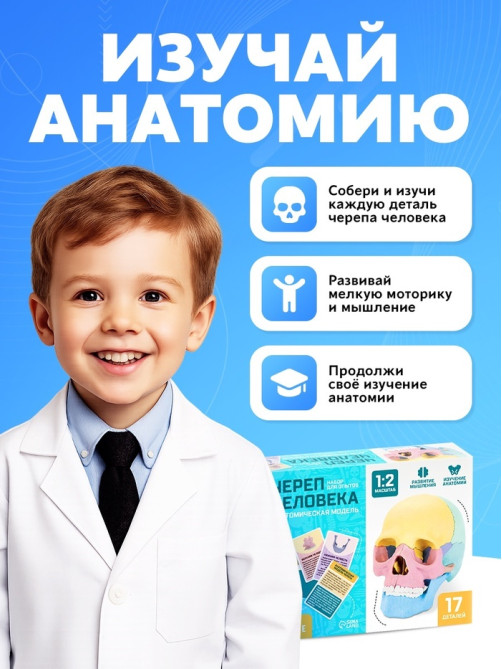 Набор для опытов «Череп человека», анатомическая модель