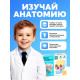 Набор для опытов «Череп человека», анатомическая модель