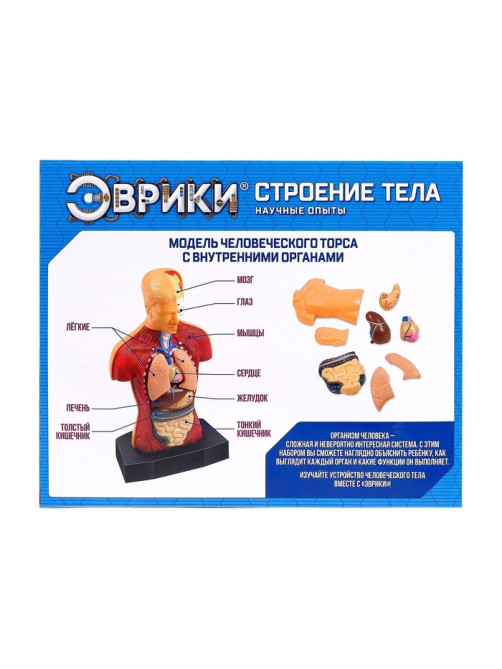 Научный опыт «Строение тела»